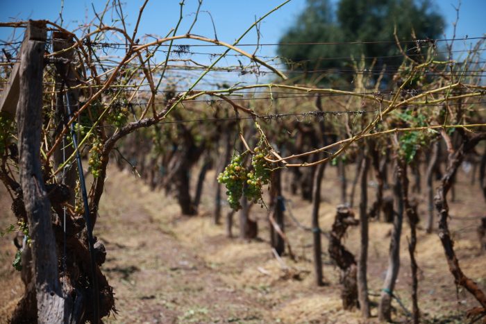 Foto: gentileza del Mnisterio de Producción del gobierno de Mendoza.