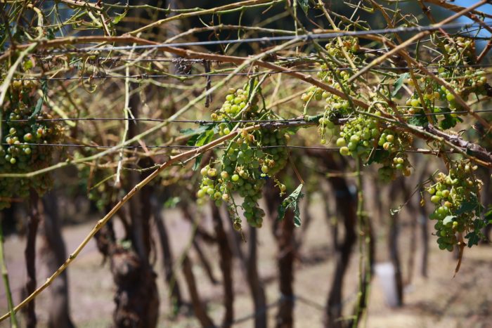 Foto: gentileza del Mnisterio de Producción del gobierno de Mendoza.