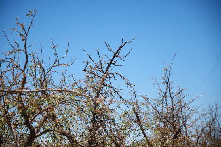 Foto: gentileza del Mnisterio de Producción del gobierno de Mendoza.